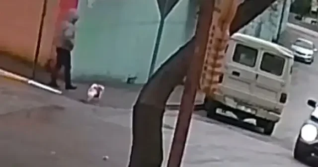 Kurt köpeklerinin saldırı anı kamerada: Küçük köpeğiyle yürüyen kadın canını zor kurtardı VİDEO İZLE