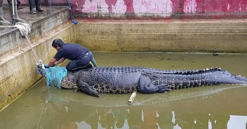 Mozambik’te timsahların saldırısında 2 kişi öldü, 3 kişi ağır yaralandı Sözcü Gazetesi
