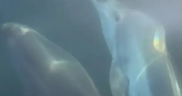 Tekirdağ açıklarında yunusların tekneyle dansı kamerada VİDEO İZLE