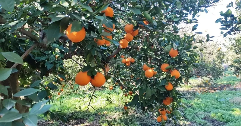 Portakal çalarken suçüstü yakalandılar