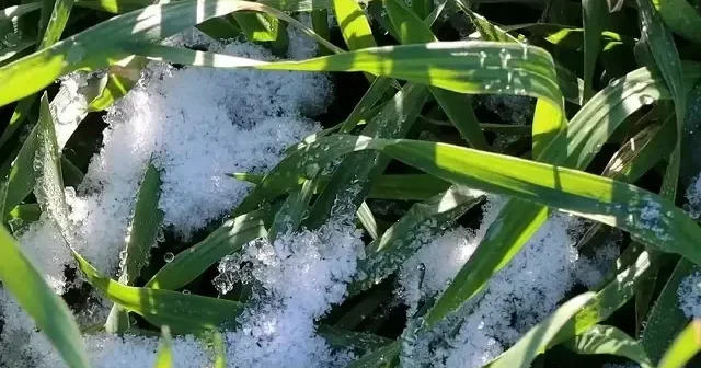 Trakya’daki kar yağışı tarıma can suyu oldu VİDEO İZLE