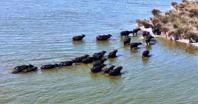 Hayvancılıkta Samsun farkı: 19 bin 495 manda ile ilk sırada Samsun Haberleri