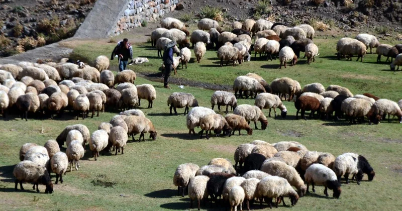 Aksaray da küçükbaş hayvancılığa dev destek
