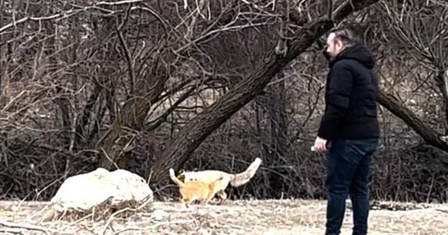 Sokak kedisi ile tilki, birlikte görüntülendi Erzincan Haberleri