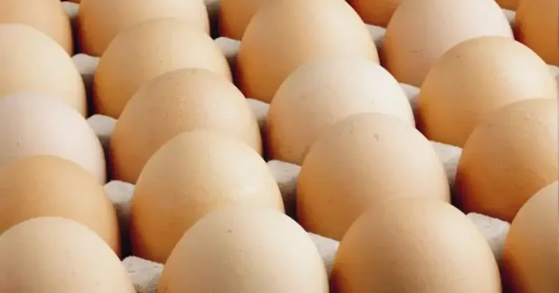 Kişi başına düşen yumurta üretimi 15 adet azaldı