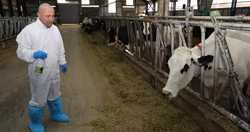 Şap hastalığında iyileşme sürecini hızlandıran bitkisel sprey üretildi