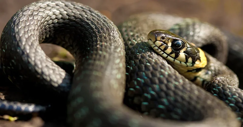 Bu yılanlar göz kırpmaktan bile daha hızlı: Sadece 40 milisaniyede hedefi buluyorlar Sözcü Gazetesi