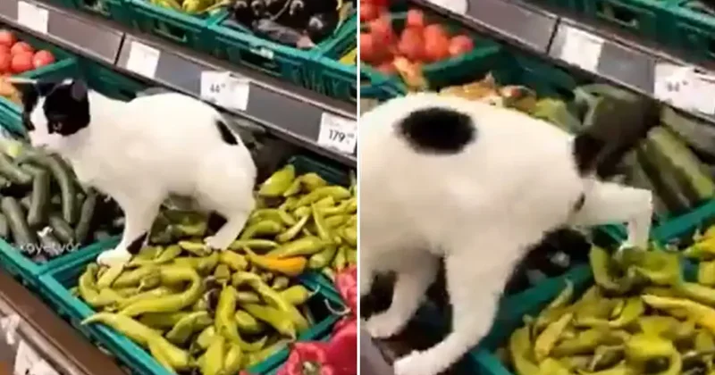 Zincir markette hijyen skandalı: İşedi resmen