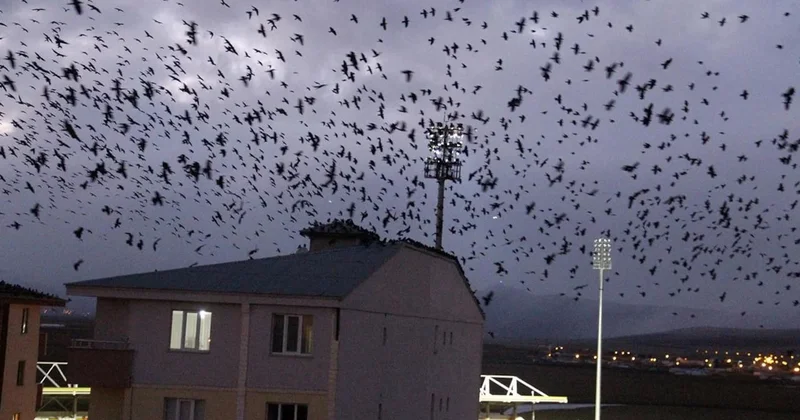 Bu hayvanlara sakın bulaşmayın! 17 yıl boyunca kin tutuyorlar Sözcü Gazetesi