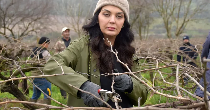 Manisa da çekirdeksiz kuru üzüm bağlarında budama mesaisi