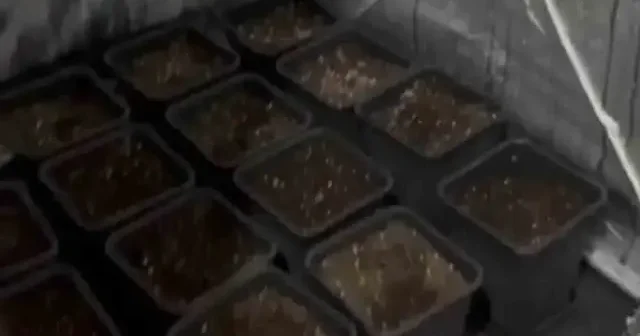 Çarşamba da jandarmadan uyuşturucu operasyonu VİDEO İZLE