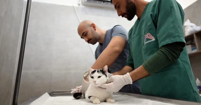 Mersin de sokak kedileri için yeni merkez hizmete girdi Mersin Haberleri