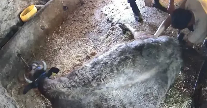 Aydın da ilginç anlar! İneğe ekmek bıçağıyla sezaryen yaptılar