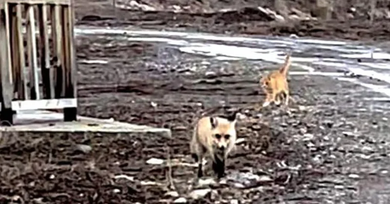 İki hayvanı yan yana görenler şaşkına döndü Sözcü Gazetesi