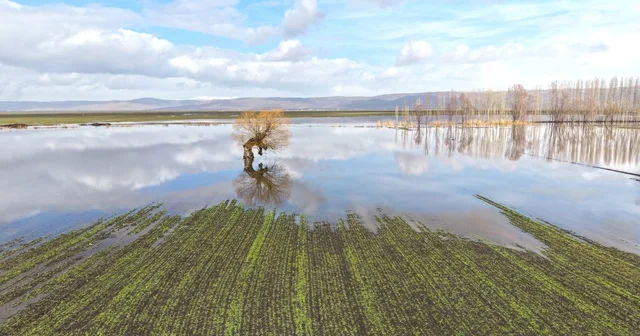 Muş ta eriyen kar ve sağanak ovayı sular altında bıraktı Muş Haberleri