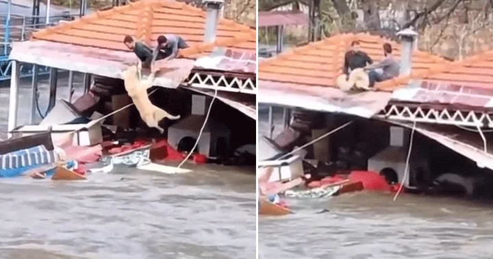 Antalya da kuvvetli yağış Riskli alandaki vatandaşlar tahliye edildi, barınakta mahsur kalan köpekler kurtarıldı