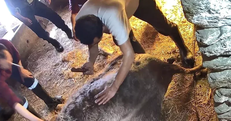 Doğumda zorlanan ineğe ekmek bıçağı ile ameliyat! Görüntüler kan dondurdu