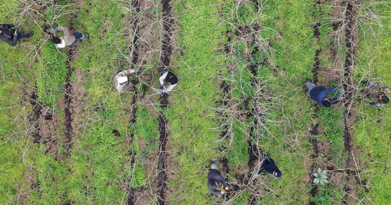 Üzüm bağlarında budama mesaisi Sözcü Gazetesi