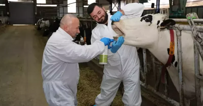 Şap hastalığına karşı Türk akademisyenlerden bitkisel çözüm