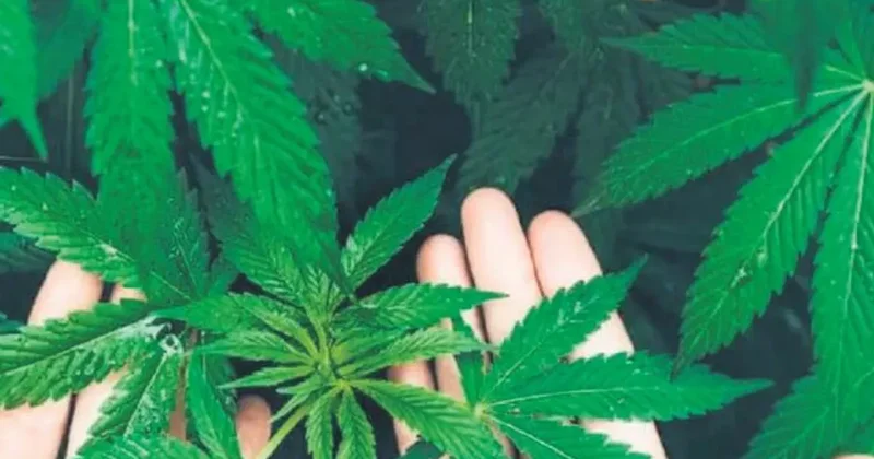 Kenevirin kanseri yok ettiğine dair bilimsel kanıt yok