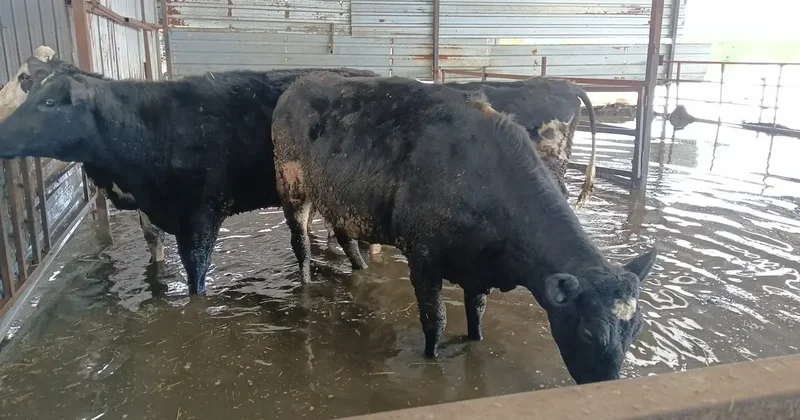 Hayvan damları sular altında kaldı, hayvanlar tahliye ediliyor