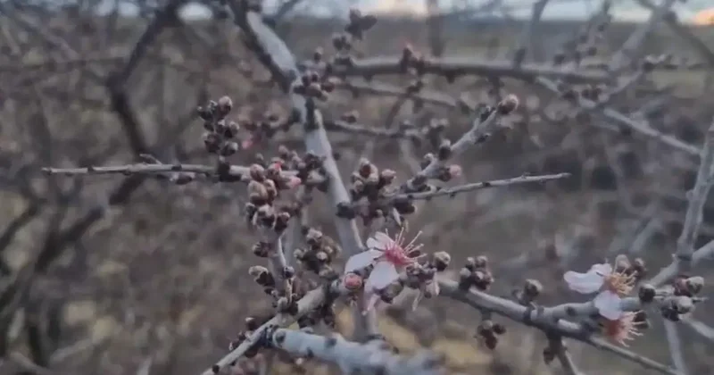 Nevşehir’de şubat ayında badem ağacı çiçek açtı