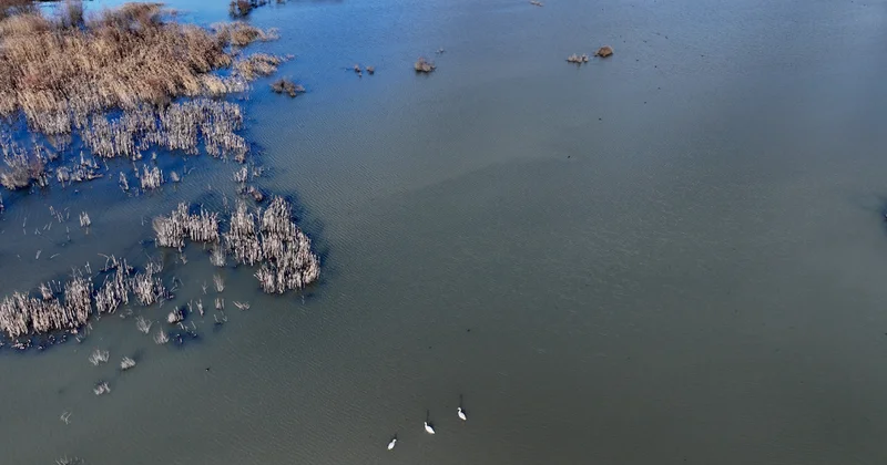 Göç yolunda yorgun düşen kuğular doğa ekiplerinin gözetiminde Sözcü Gazetesi