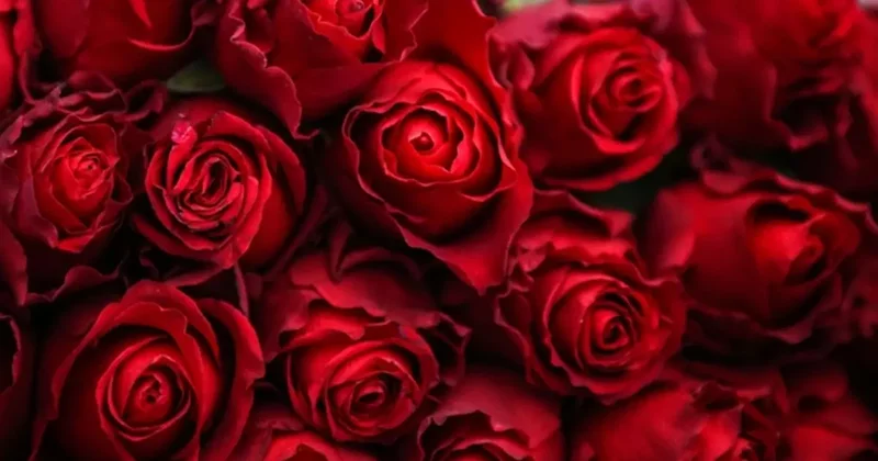 Yıllar önceki olay yeniden gündemde! Dünyaca ünlü isim Sevgililer Günü nde 3 farklı kadına çiçek yollamıştı