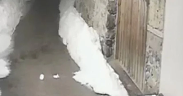 Köyde kedi avlayan vaşak kamerada Erzincan Haberleri