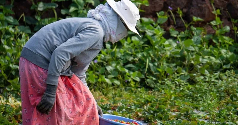 Bu meyvenin kilogram fiyatı 8 bine çıktı, değeri resmen altınla yarışıyor Sözcü Gazetesi