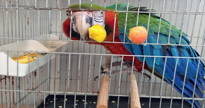 Dünyanın en zeki hayvanlarından 3’ü sınır kapısında bulundu