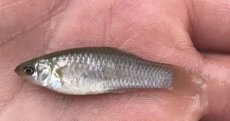 100 bin yıldır erkek olmadan çoğalıyorlar Sözcü Gazetesi