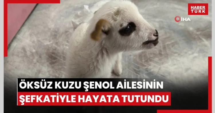 Öksüz kuzu Şenol ailesinin şefkatiyle hayata tutundu