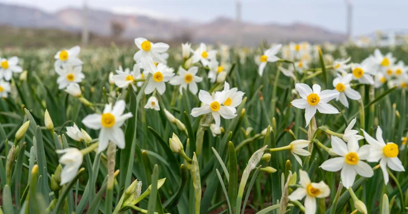 Baharın habercisi nergisler çiçek açtı