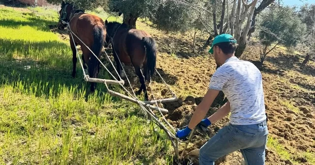 Traktörün giremediği zeytinlikte üretim atlarla sürüyor Aydın Haberleri