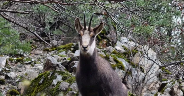 Türkiye de en düşük rakımda sadece Gümüşhane de görülüyor Gümüşhane Haberleri