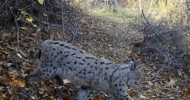 Ormanın Hayaleti vaşak güvenlik kamerasına yansıdı Erzincan Haberleri