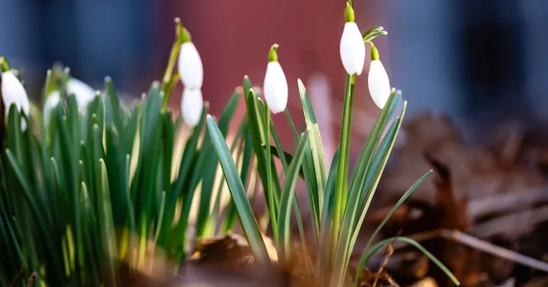 Koparanın ocağı sönüyor! Yanlışlıkla bile olsa bu çiçeğe el sürmeyin Sözcü Gazetesi