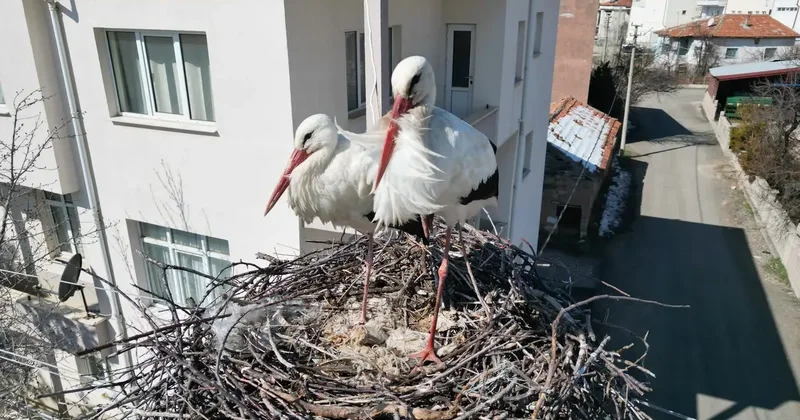 Leyleklerin 40 yıllık yuvası yıkıldı, onlar gelmeden yenisini yerleştirdi