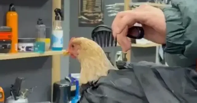 Siirt te bir kuaför sosyal medya akımına katılmak için tavuk tıraş edip bayrama hazırladı VİDEO İZLE