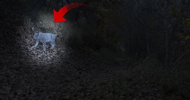 Ormanın hayaleti fotokapanlara yakalandı: Erzincan da görüldü