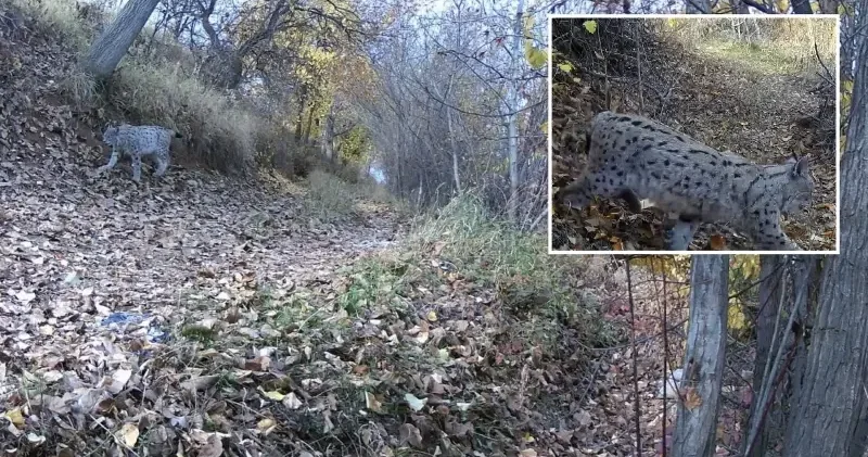 Ormanın hayaleti Erzincan da böyle görüntülendi Erzincan Haberleri