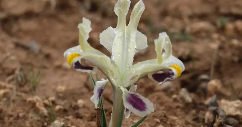 Batman da nevruz çiçekleri açtı