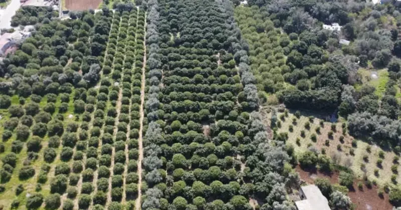 Yüzde 70 ini kadınlar üretiyor: Türkiye nin limon deposunda son hasat Fiyatı beşe katlandı