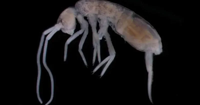 Dünyanın en karanlık noktasında gözleri erimiş yaratık bulundu: Ama sizi görüyor Sözcü Gazetesi