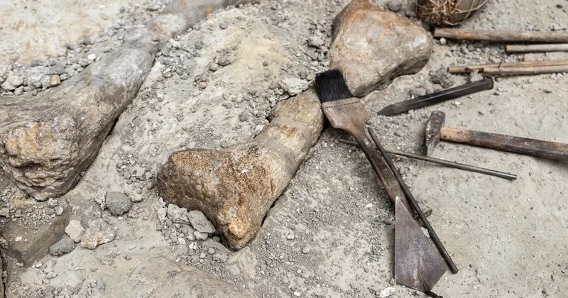 Bilim kurgu filmlerini aratmadı: İnsan boyunda kemik ortaya çıktı Sözcü Gazetesi