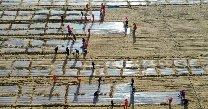 Dev çölü yeşil çemberle hapsettiler Sözcü Gazetesi