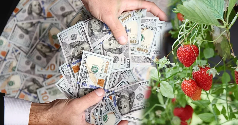 Milyoner sayısı rekor kırdı ama... Sadece organik çilek alabiliyor Sözcü Gazetesi