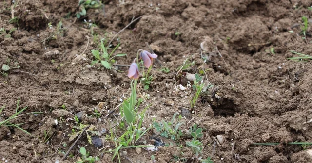 Gediz MYO kampüsünde sürpriz Ters Lale Kütahya Haberleri