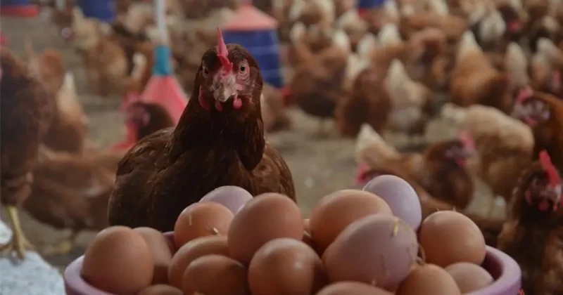 TÜİK açıkladı: Tavuk eti ve yumurta üretiminde dikkat çeken gelişme